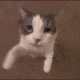 050kittykiss