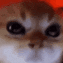 angry_cat