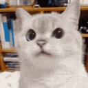 cat_nope