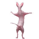 sphynx_dance