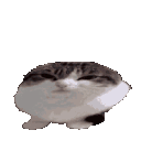 CA_Bounce