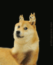 ShibaInuMemeGIF