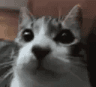 gatofrufru
