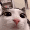 blink