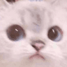 danny_wut