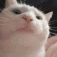 BE_CatJam