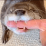 NC_OtterBite