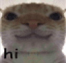 cat_hi