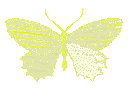 butterflyyellow