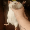 CmereBoi