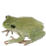 GeyhFrog