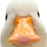 DuckStare