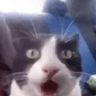 shookkitty