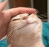 patto