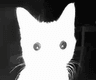 48460catstare