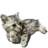 18645catstare