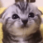 meow