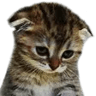 SadKitty