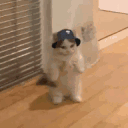 SCstandingkitty