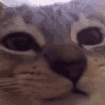 CE_CatChew