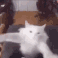 CE_CatRave1
