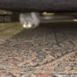 CE_CattoGremlin
