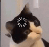 cat_loading