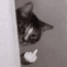 cat_fuckyou