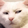 8_cat_judging