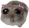 hamster