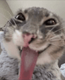 anotherfreaky_cat