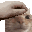 catpat