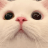 xcatstare1