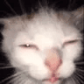 sillycat
