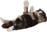 paws