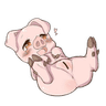 pig