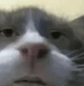 catman