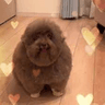 balldog