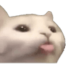 bleb_cat
