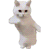 cat_dance