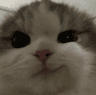 catsmirk