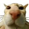 782495594014048266