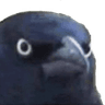 crowjudgement