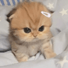 emoji_297