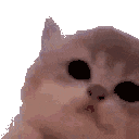 kittyJam4x