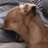 pupscream