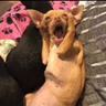 pupscream2