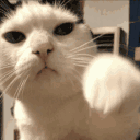 4490catpunch