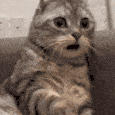 19651catshocked