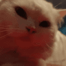 35389yukistare2